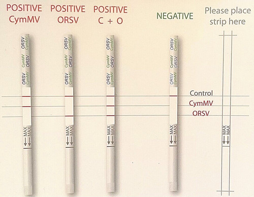 Orchid virus test kit in - virus, 2